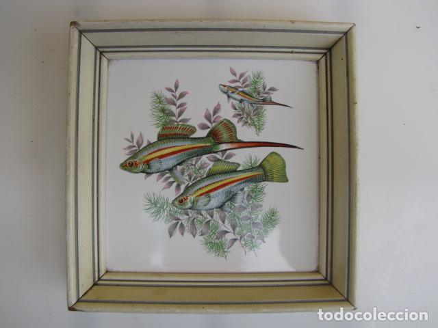 Antig&uuml;edades: Azulejo con miniatura de peces guppy. - Foto 1