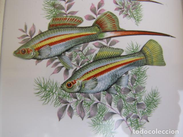 Antig&uuml;edades: Azulejo con miniatura de peces guppy. - Foto 2