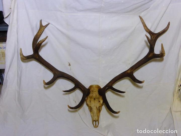 cuerna de ciervo - decoración rústica caza taxi - Buy Hunting