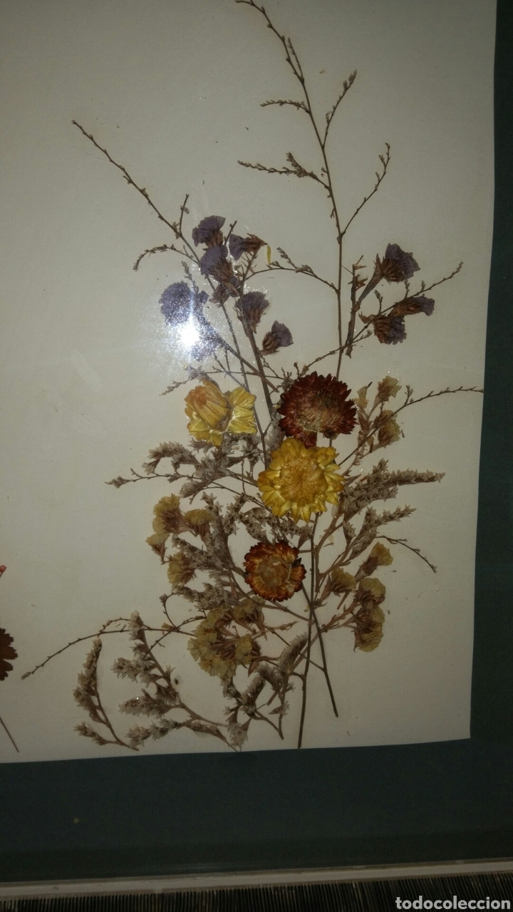 Antig&uuml;edades: Cuadro de flores secas - Foto 3