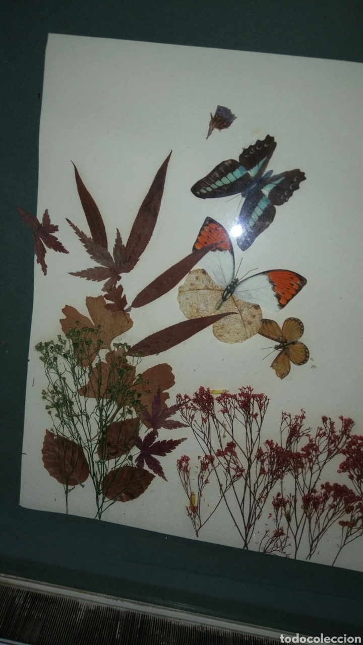 Antig&uuml;edades: Cuadro de flores secas - Foto 5