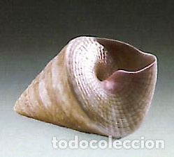 Antig&uuml;edades: REF: 01005568 &ldquo;CARACOLA C&Oacute;NICA&rdquo; LLADR&Oacute; - Foto 2