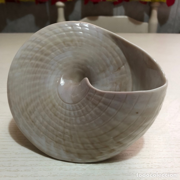 Antig&uuml;edades: REF: 01005568 &ldquo;CARACOLA C&Oacute;NICA&rdquo; LLADR&Oacute; - Foto 12