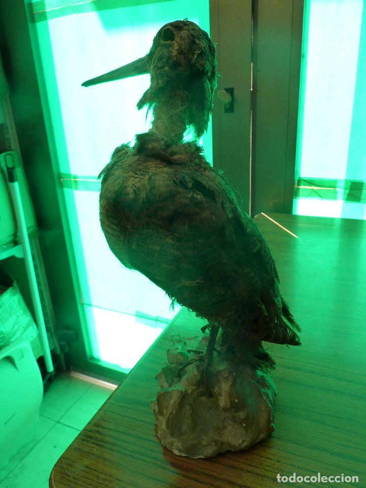 Antig&uuml;edades: AVE DISECADA TAXIDERMIA - Foto 2