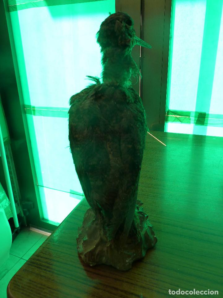 Antig&uuml;edades: AVE DISECADA TAXIDERMIA - Foto 3