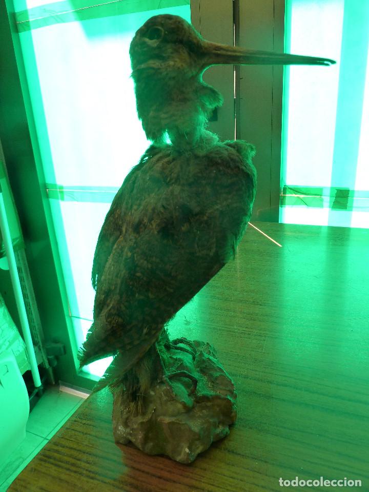 Antig&uuml;edades: AVE DISECADA TAXIDERMIA - Foto 4