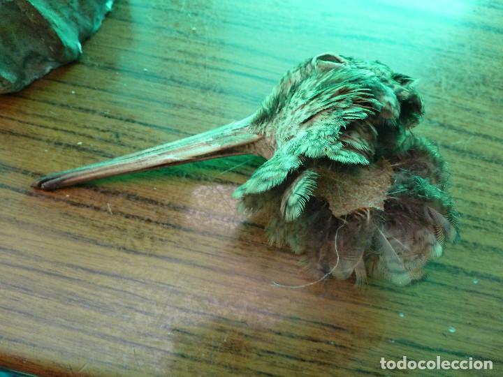 Antig&uuml;edades: AVE DISECADA TAXIDERMIA - Foto 5