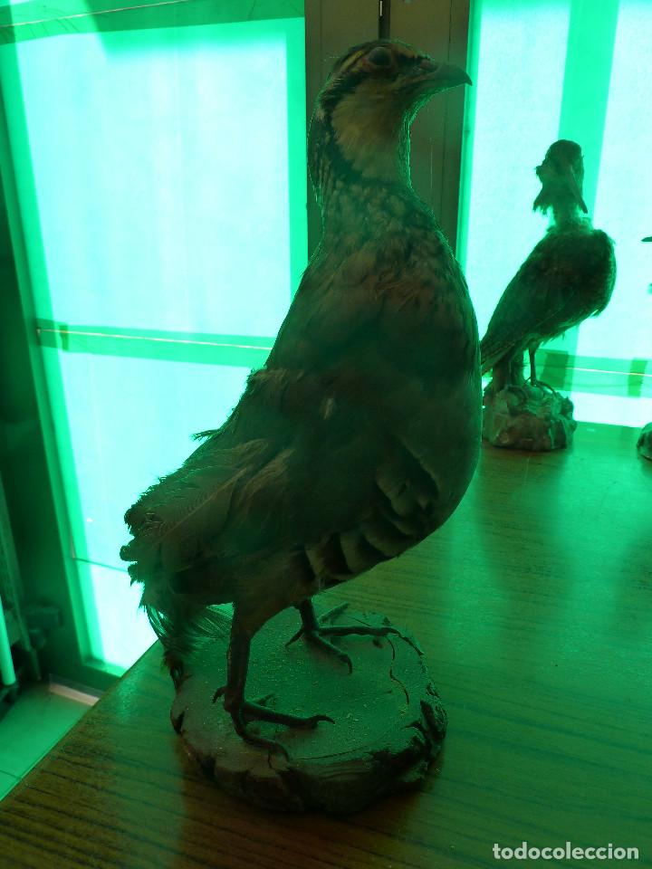 Antig&uuml;edades: AVE DISECADA TAXIDERMIA - Foto 2