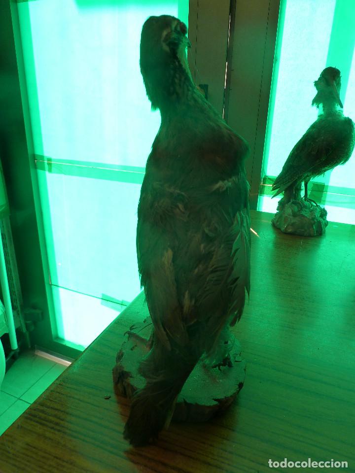 Antig&uuml;edades: AVE DISECADA TAXIDERMIA - Foto 3