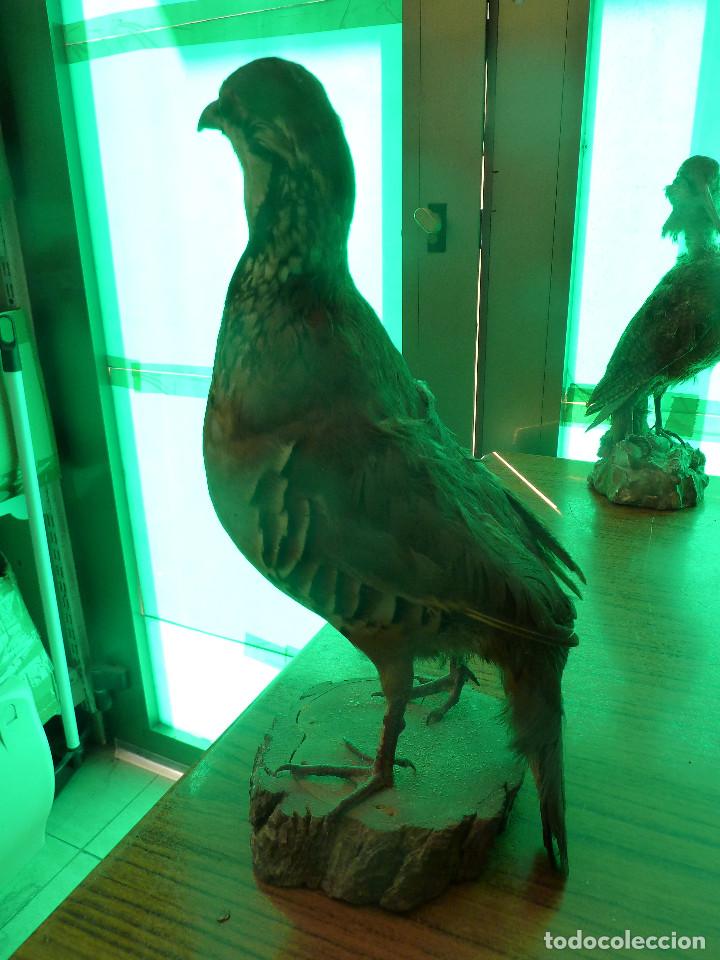 Antig&uuml;edades: AVE DISECADA TAXIDERMIA - Foto 4