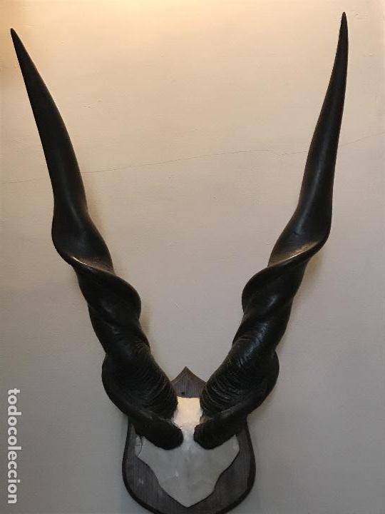 Antig&uuml;edades: ELAND DE LORD DERBY , CENTROAFRICANO - Foto 2