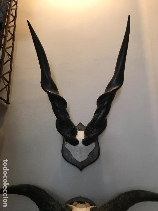 Antig&uuml;edades: ELAND DE LORD DERBY , CENTROAFRICANO - Foto 1
