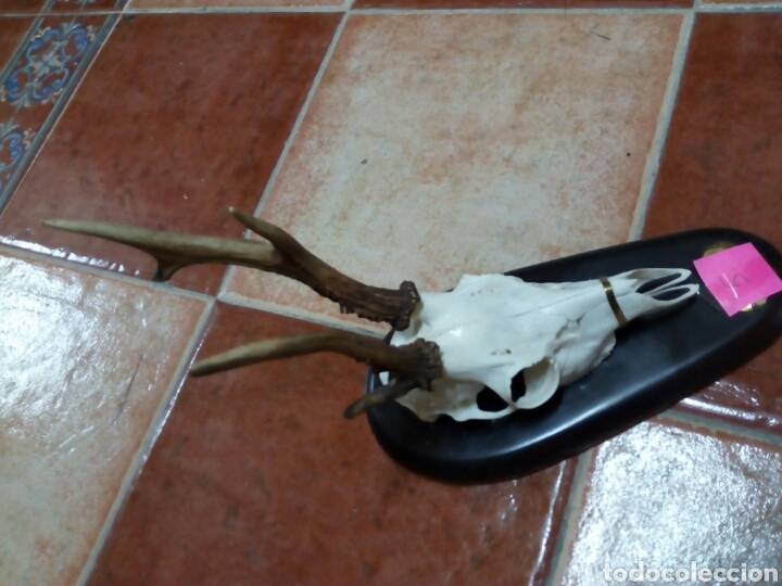 Antig&uuml;edades: Corzo raro,cuerna defectuosa - Foto 1