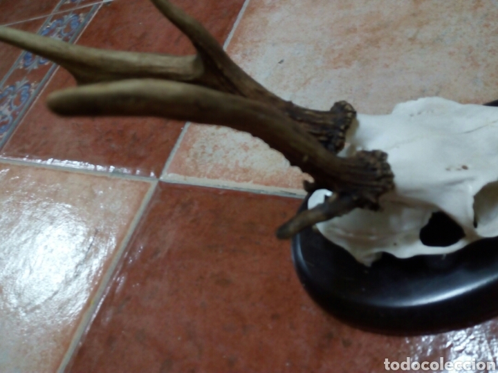 Antig&uuml;edades: Corzo raro,cuerna defectuosa - Foto 2