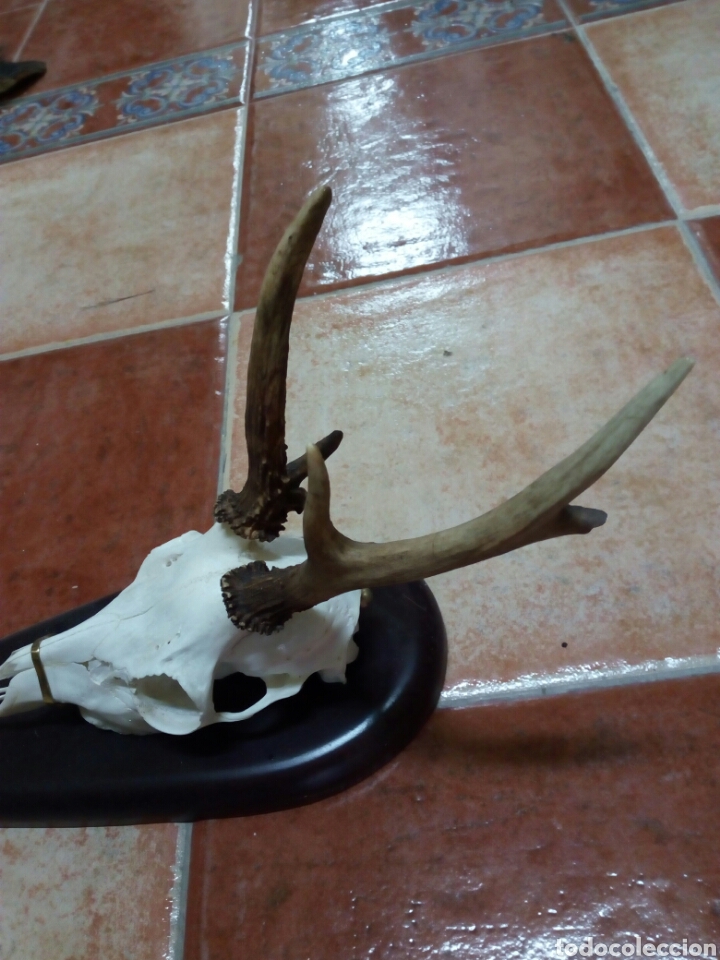 Antig&uuml;edades: Corzo raro,cuerna defectuosa - Foto 3