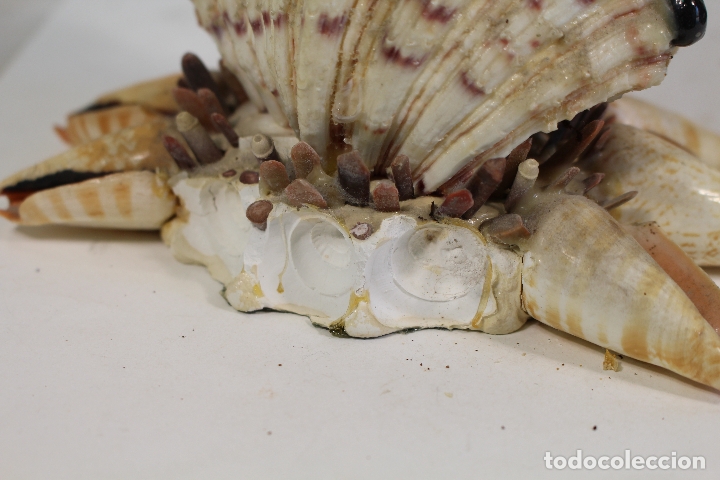 Antig&uuml;edades: san pancarcio con conchas marinas - Foto 2