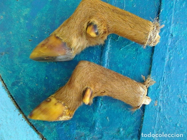 Antig&uuml;edades: patas de corzo procedentes de antiguo perchero - Foto 1