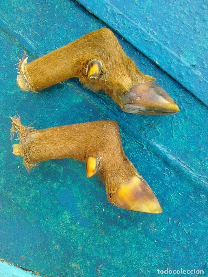Antig&uuml;edades: patas de corzo procedentes de antiguo perchero - Foto 2