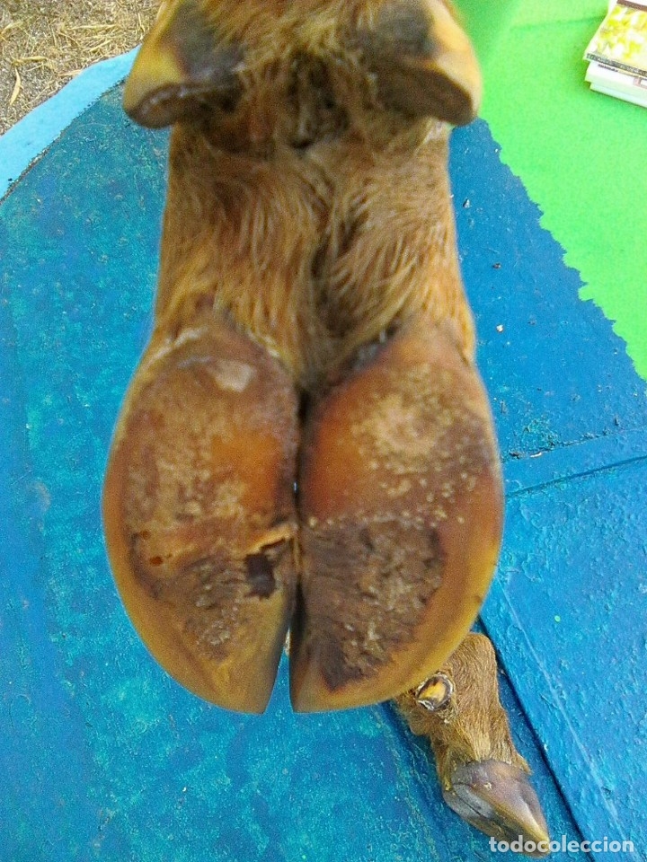 Antig&uuml;edades: patas de corzo procedentes de antiguo perchero - Foto 3
