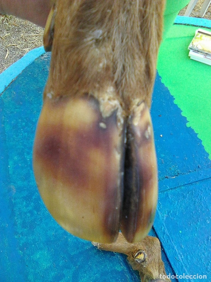 Antig&uuml;edades: patas de corzo procedentes de antiguo perchero - Foto 4