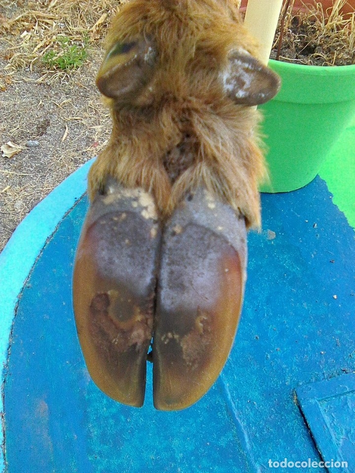 Antig&uuml;edades: patas de corzo procedentes de antiguo perchero - Foto 5