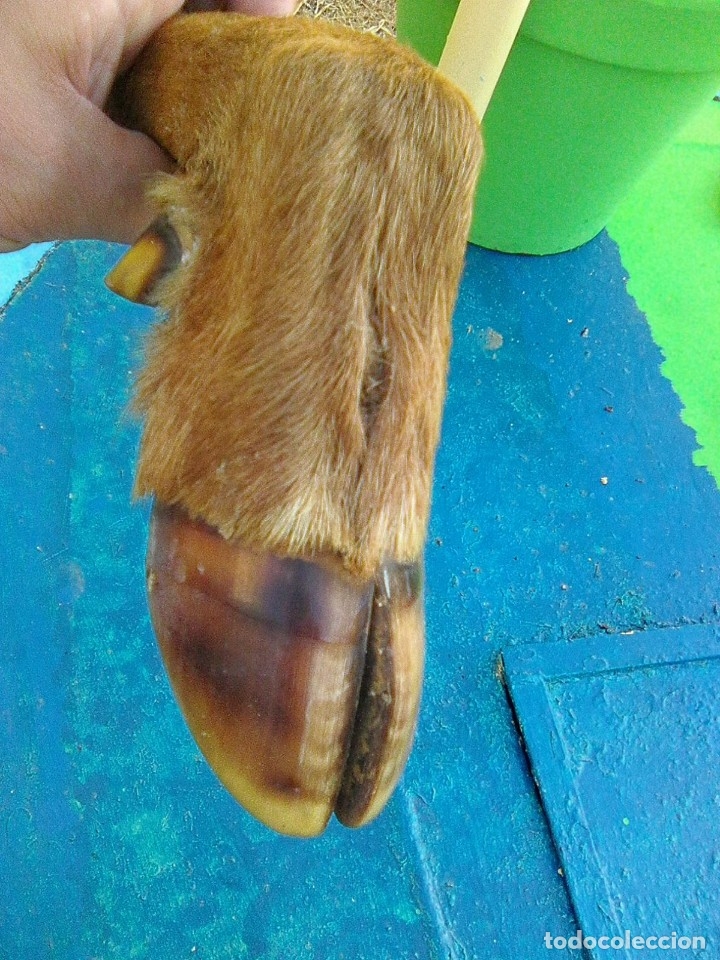 Antig&uuml;edades: patas de corzo procedentes de antiguo perchero - Foto 6