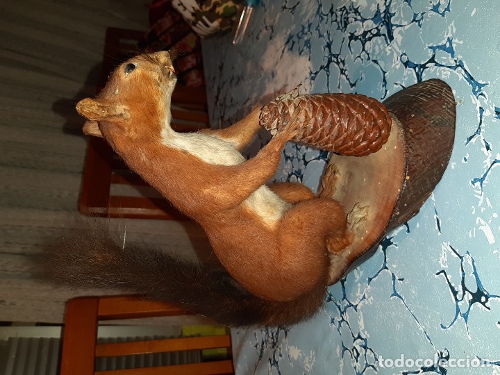 Antig&uuml;edades: Antigua Ardilla disecada - Foto 3