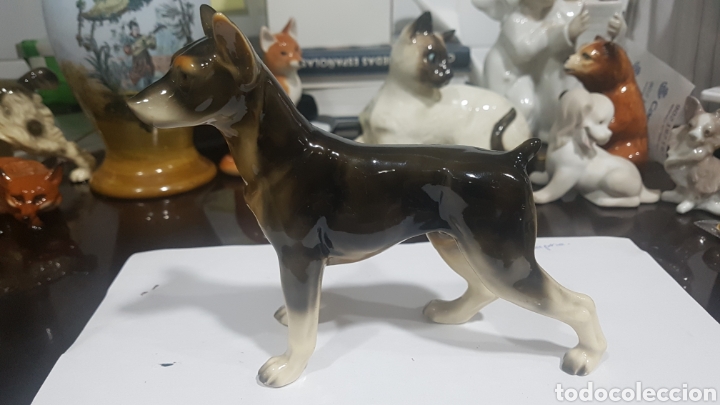 Oggetti Antichi: Perro doverman