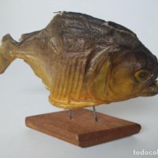 Antigüedades: PIRAÑA DISECADA, TAXIDERMIA