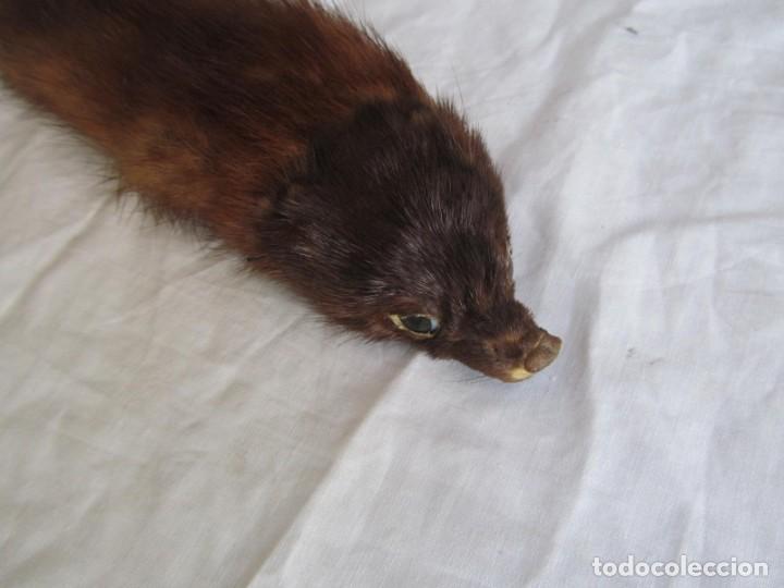 Antig&uuml;edades: Estola de vis&oacute;n con pinza, ejemplar completo - Foto 3
