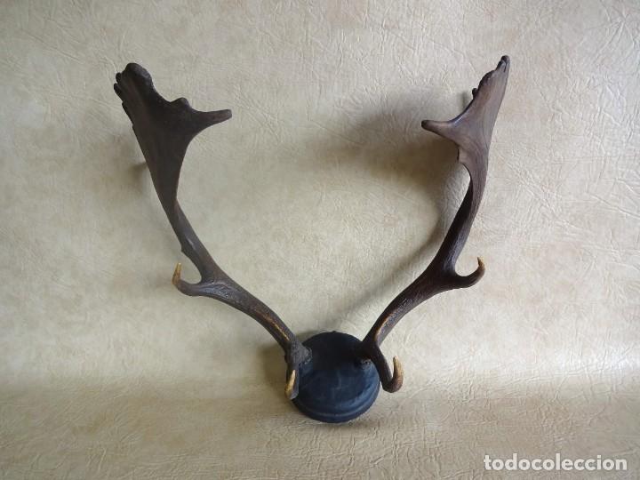 Antig&uuml;edades: antiguos cuernos de gamo - Foto 2