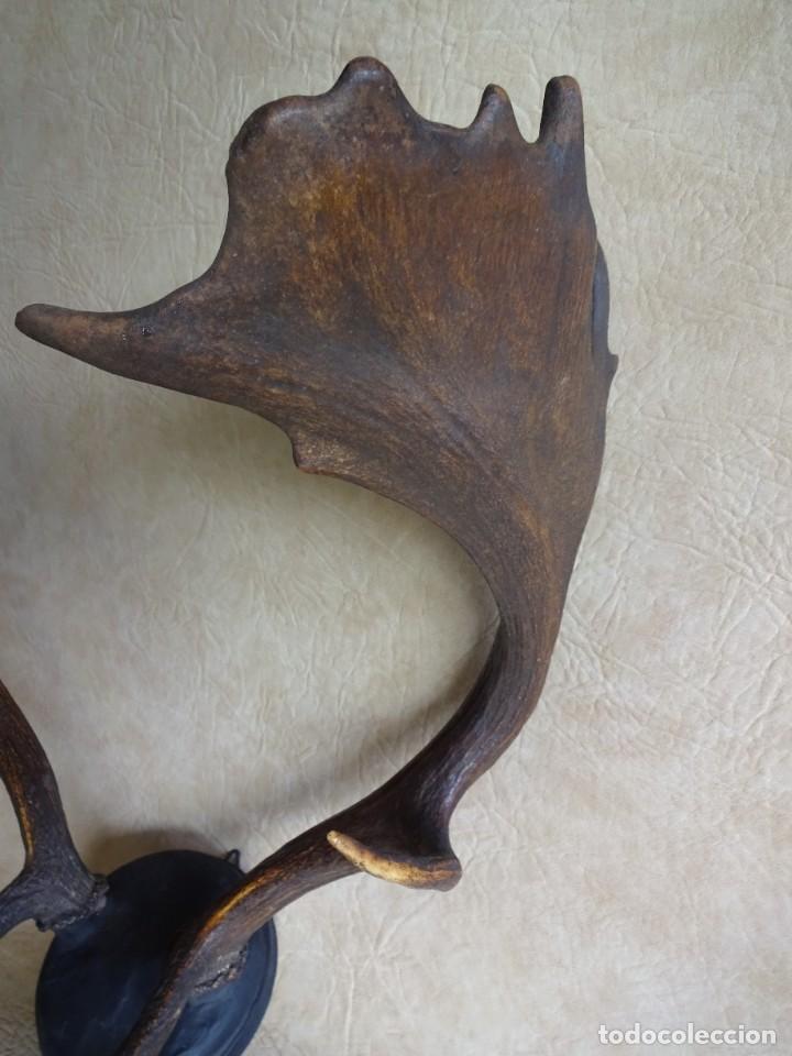 Antig&uuml;edades: antiguos cuernos de gamo - Foto 7