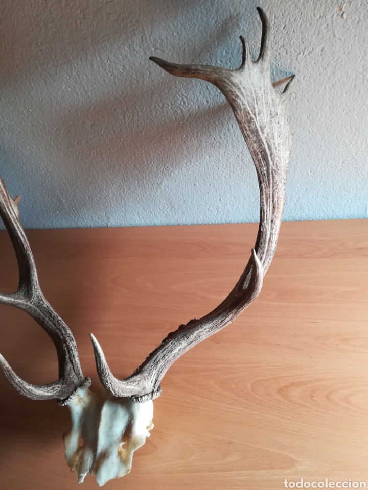 cuerna de ciervo - decoración rústica caza taxi - Buy Hunting trophies on  todocoleccion