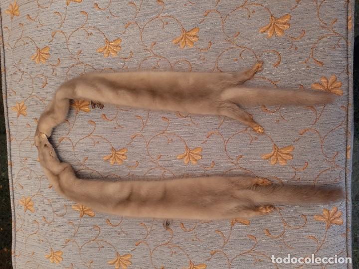 Antig&uuml;edades: ESTOLA CON VISONES ENTEROS - Foto 2