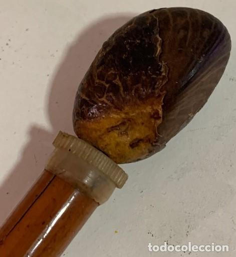 Antig&uuml;edades: Bast&oacute;n de malaca con pu&ntilde;o de semilla de tagua. - Foto 4