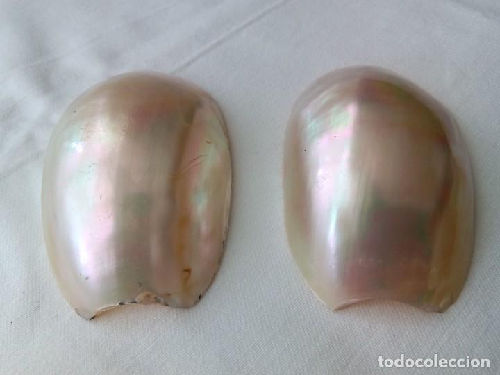 Antig&uuml;edades: PAREJA DE CONCHAS NACAR - Foto 5
