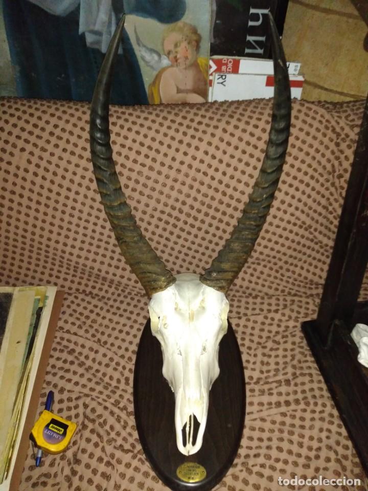 Antig&uuml;edades: Frontal y cuernos Taxidermia Antilope Eland Bochs medida total 83 X 40 cm. cuerno 50 cm.