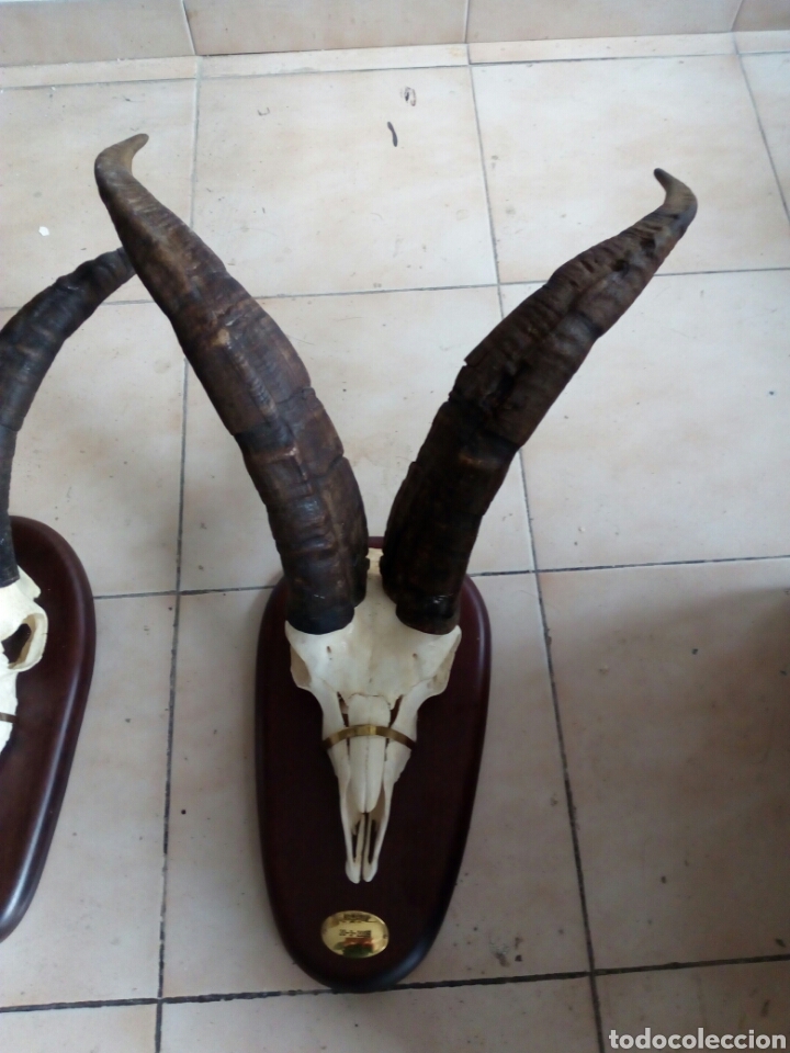Antig&uuml;edades: Machos monteses craneos - Foto 2