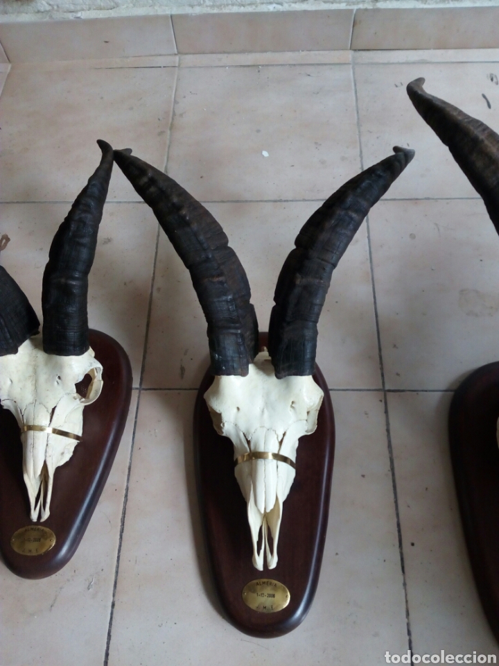 Antig&uuml;edades: Machos monteses craneos - Foto 3