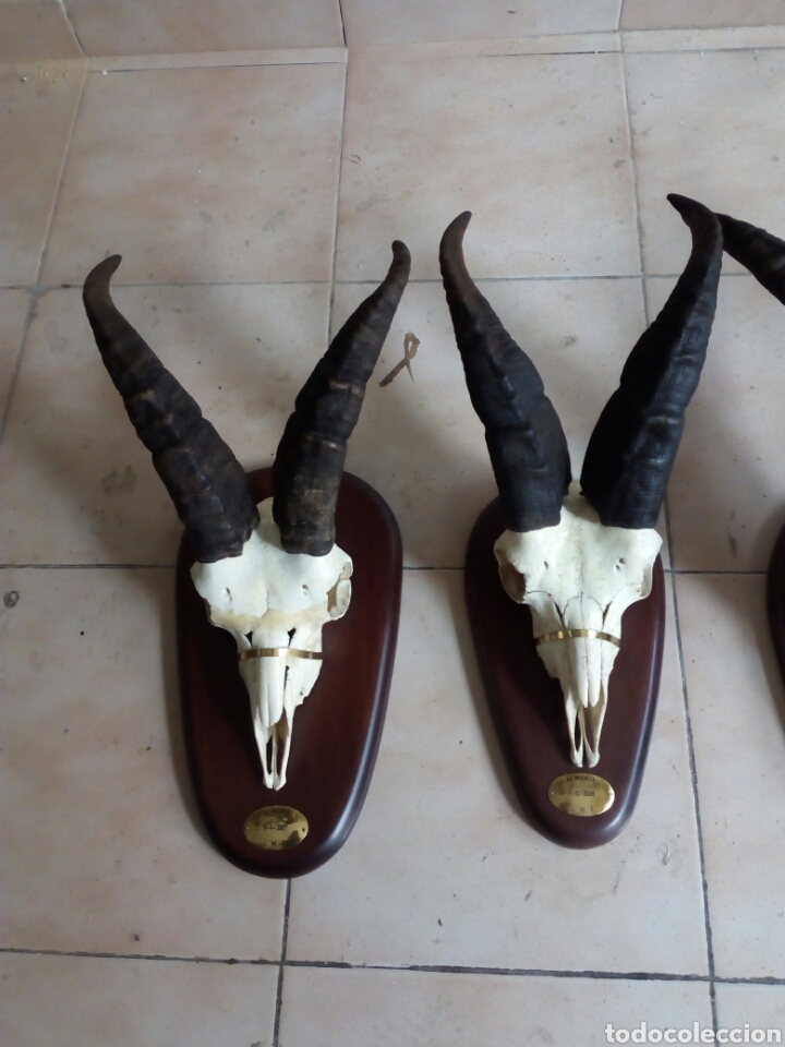 Antig&uuml;edades: Machos monteses craneos - Foto 4