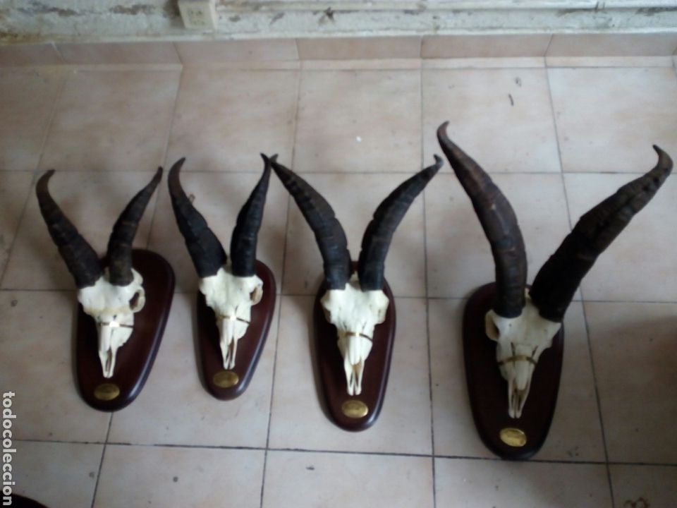 Antig&uuml;edades: Machos monteses craneos - Foto 1