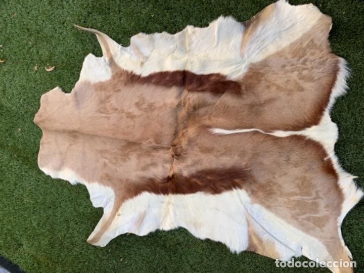 Antig&uuml;edades: Alfombra de vaca - Foto 1