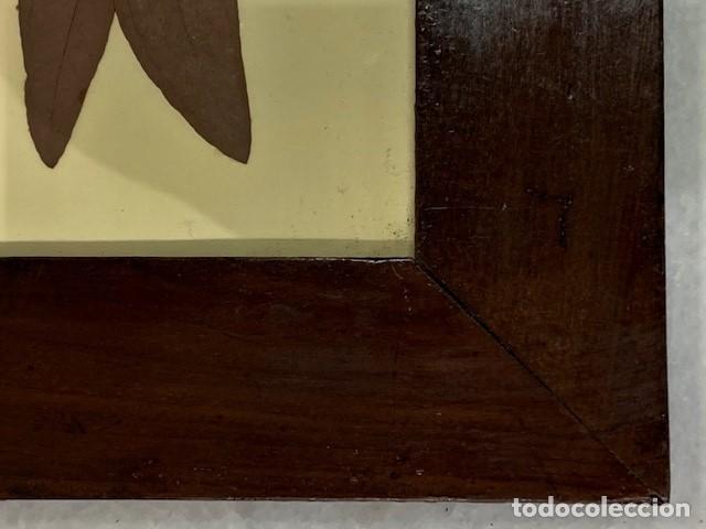 Antig&uuml;edades: Marco de caoba con flores secas enmarcadas. - Foto 3