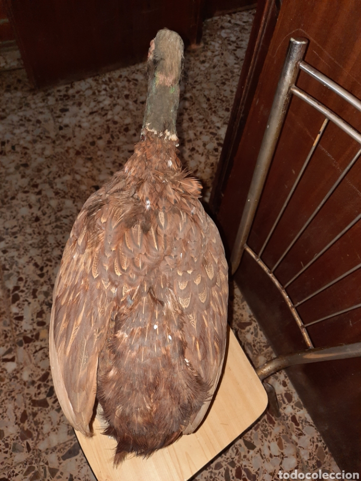 Antig&uuml;edades: AVE DISECADA EN BASE - Foto 2