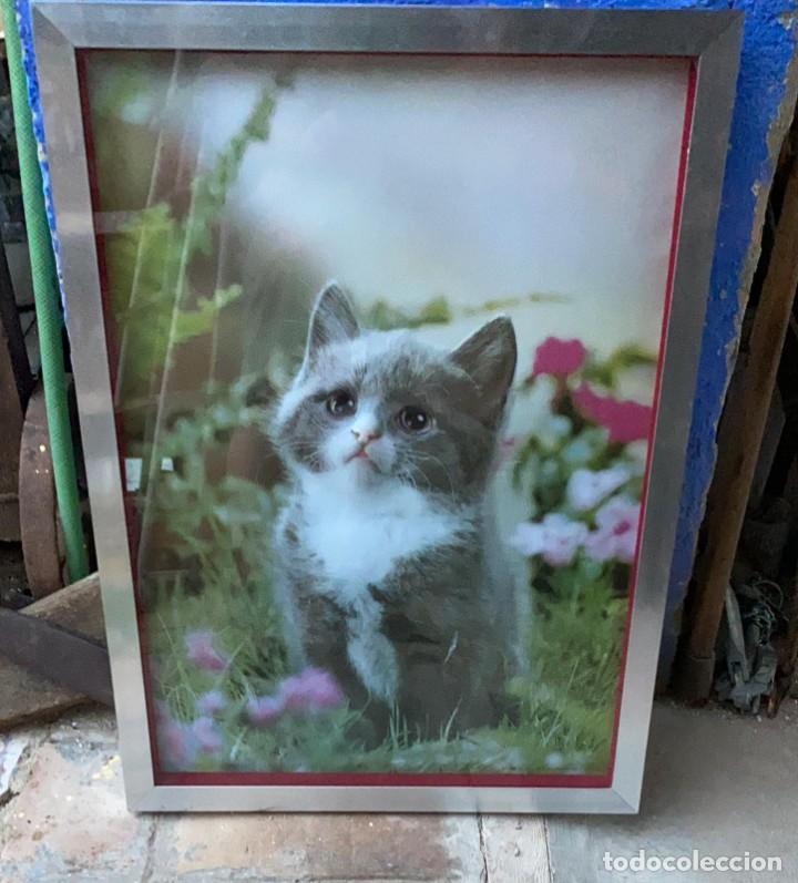 Oggetti Antichi: CUADRO ANTIGUO DE GATO EN RELIEVE CON MARCO ALUMINIO ACERO INOXIDABLE 73 CMS. DE ALTO X 52 DE LARGO