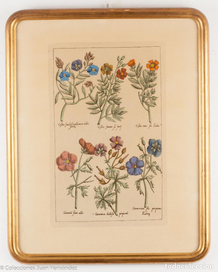 Antig&uuml;edades: Gerani&ugrave; flore alba, ... - Foto 1