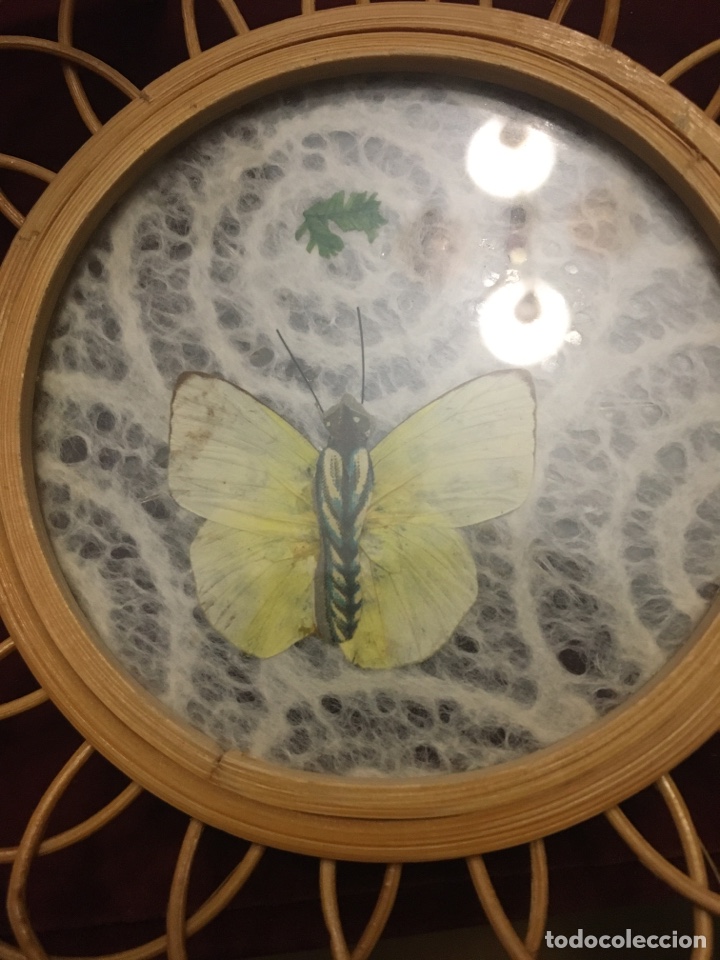 Antig&uuml;edades: Posavasos , mariposas reales y mimbre- bamb&uacute; - Foto 4