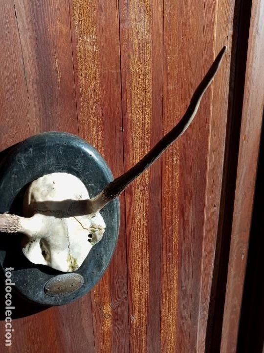 Antig&uuml;edades: CORNAMENTA - VENADO . - Foto 1