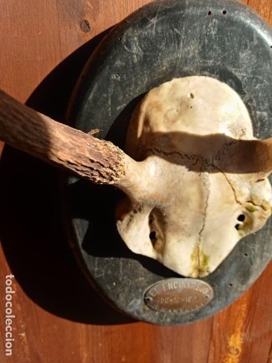 Antig&uuml;edades: CORNAMENTA - VENADO . - Foto 2