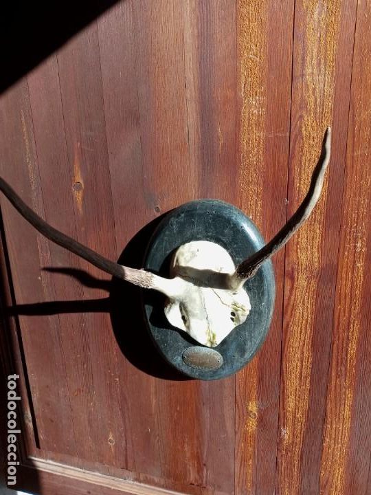 Antig&uuml;edades: CORNAMENTA - VENADO . - Foto 4